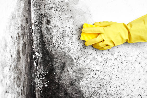 Best Toxic Mold Removal  in Northvale, NJ