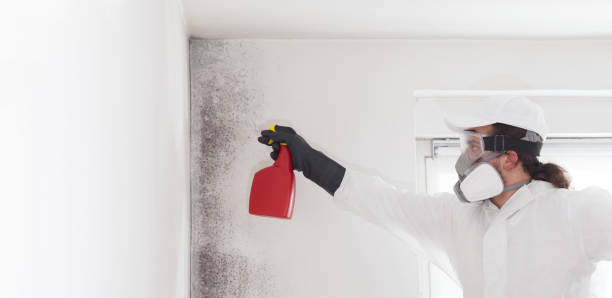 Best Mold Removal and Inspection  in Northvale, NJ