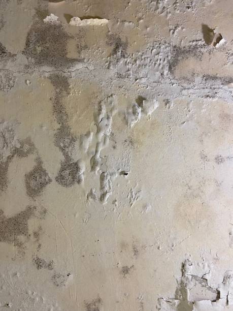 Trusted Northvale, NJ Mold Removal Experts