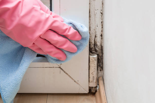 Mold Removal and Inspection in Northvale, NJ